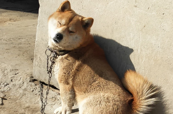 狗子宫蓄脓早期的症状