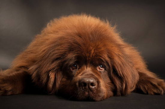 狗有狂犬病的多久会死