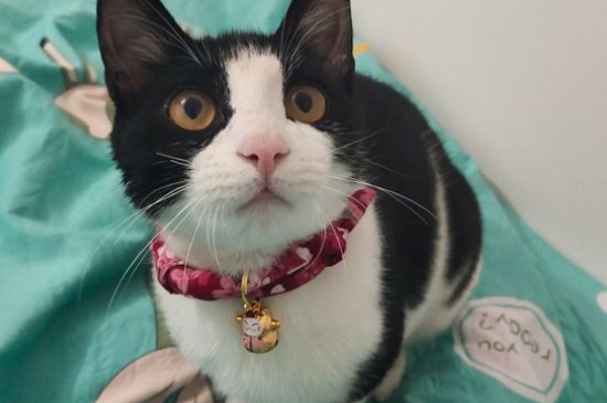 猫三联是什么