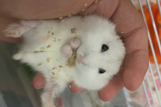 仓鼠冻死了如何抢救