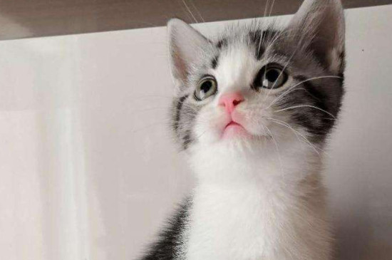 猫咪不能吃什么