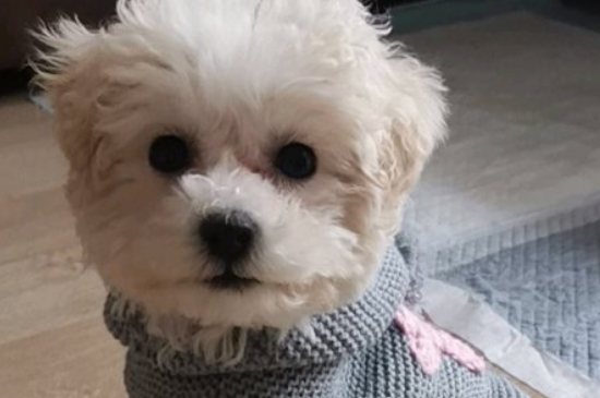 比熊犬和博美的区别
