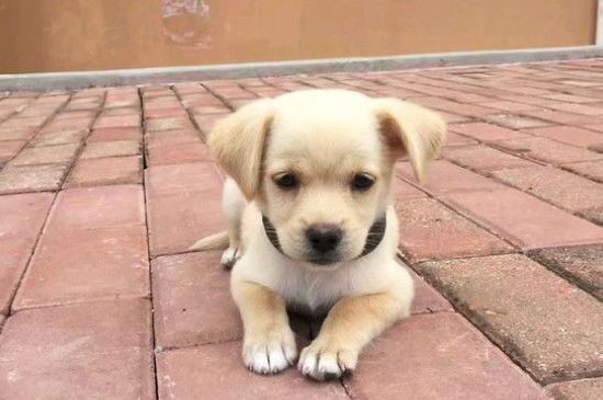 狗狗身上长疙瘩