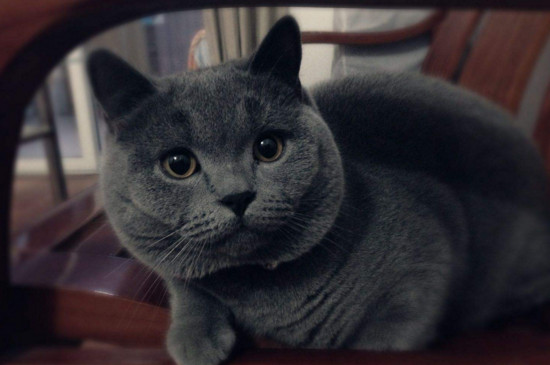 英短蓝猫有攻击性吗