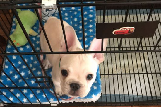 斗牛犬适合在笼子里养吗，斗牛犬关笼子养的危害