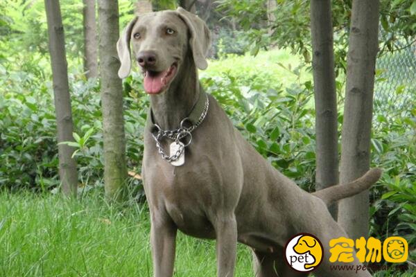 魏玛猎犬被称为绅士枪猎犬先生，曾不受猎人的宠爱