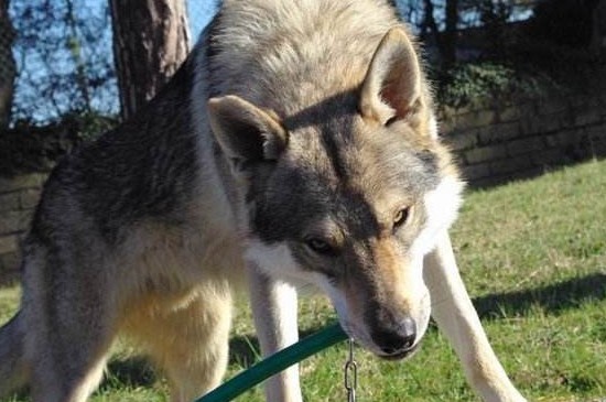 世界十大昂贵狗，盘点10种世界上最名贵的犬种