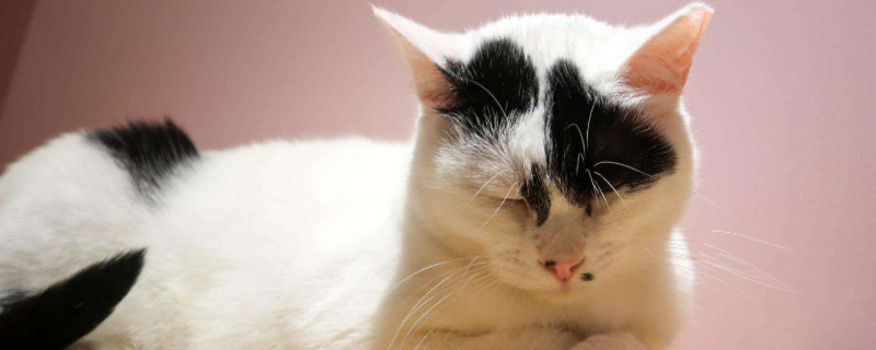 猫咪爬到人身上预示什么