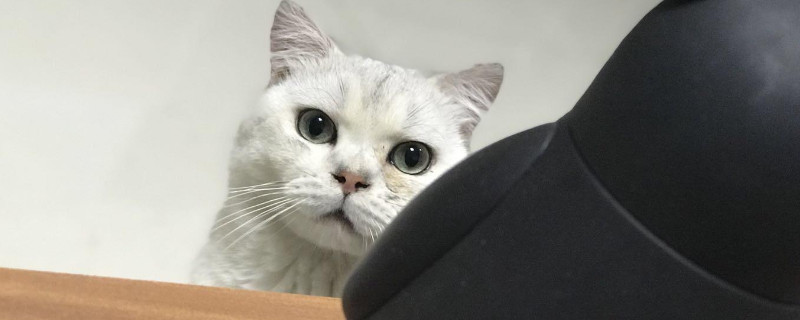 猫咪流眼泪是怎么回事