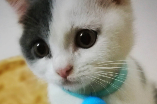 幼猫感冒了吃什么药