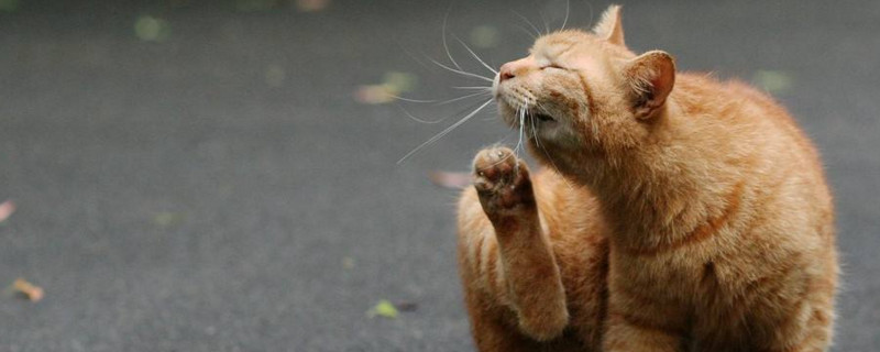 流浪猫在外面吃什么