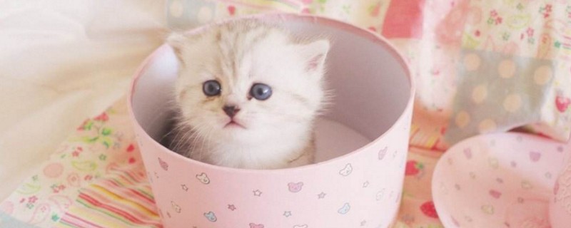 长不大的猫咪什么品种