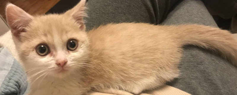 猫打喷嚏有鼻涕喷出来