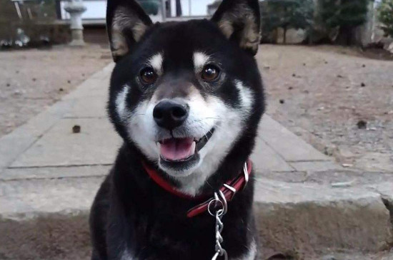 柴犬脱毛吗，掉毛很严重导致养柴犬的人少