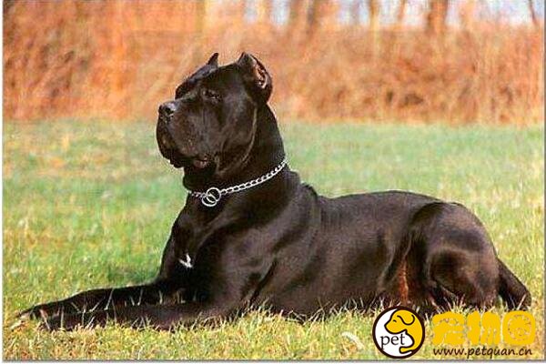 斗牛马士提夫犬和马士提夫犬的区别，一个杂交一个纯种