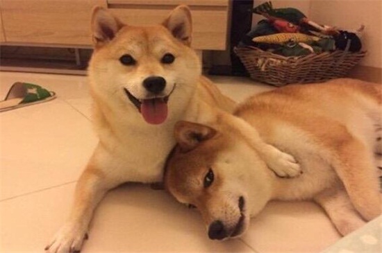 柴犬什么颜色贵，目前市场上黄色要比白色贵