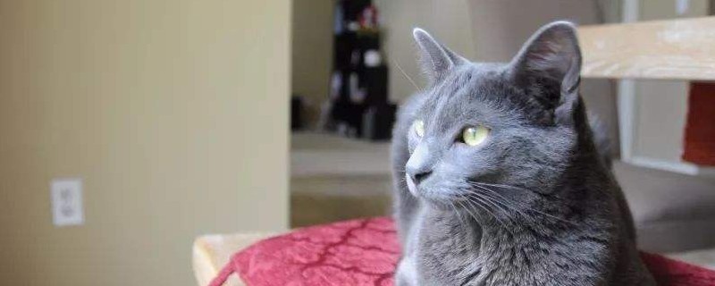 孕妇不能养猫吗