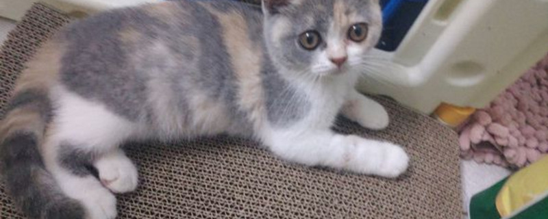 猫主动上门意味着什么