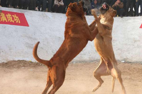 世界第一猛犬