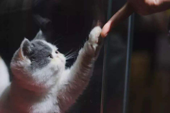 猫的寿命是多少年