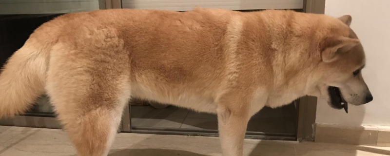 狗吃了一片洋葱会死吗