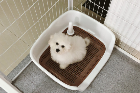 纯种比熊犬多少钱一只，纯种比熊价格1200-6500元
