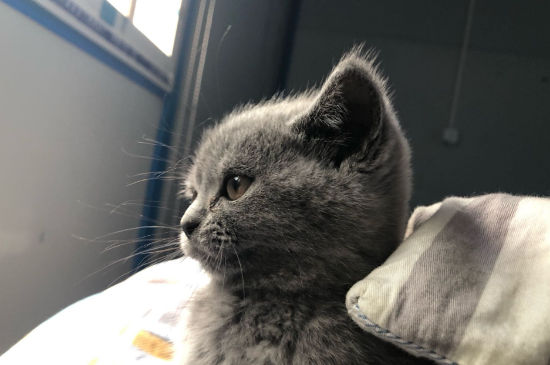 猫感冒了怎么办