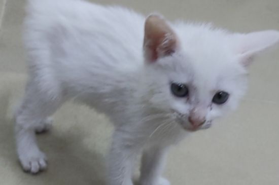 猫呼吸困难要死了怎么救它