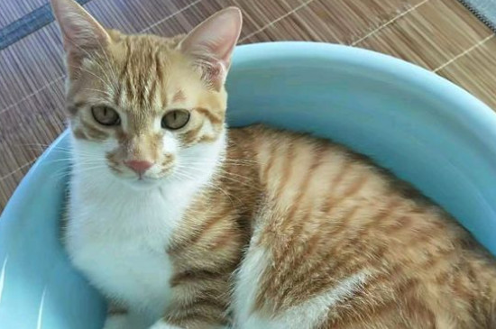 猫一天睡多久