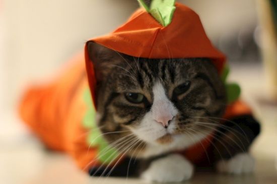 猫一天不拉屎正常吗