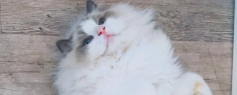 猫能吃海虹吗