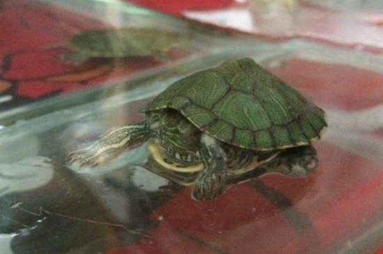 乌龟腐皮怎么治