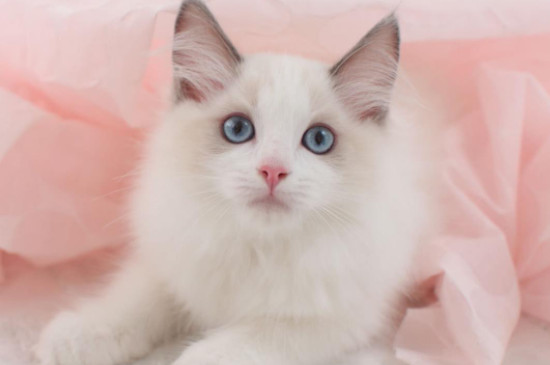 布偶猫怎么养注意什么