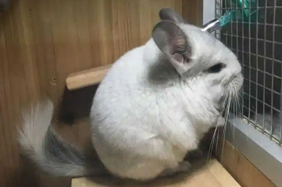 龙猫吃什么