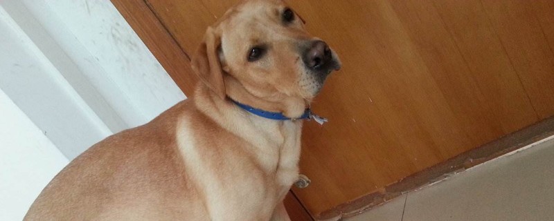 狗狗狗瘟症状