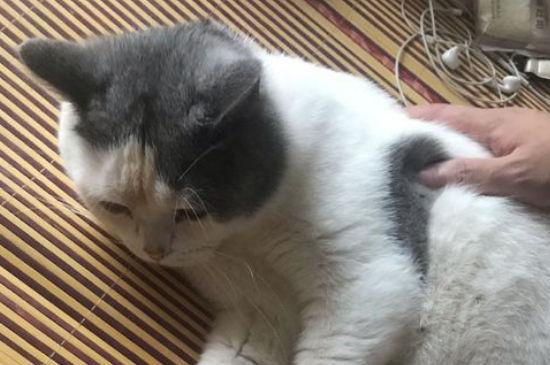 猫癣会传染给狗吗