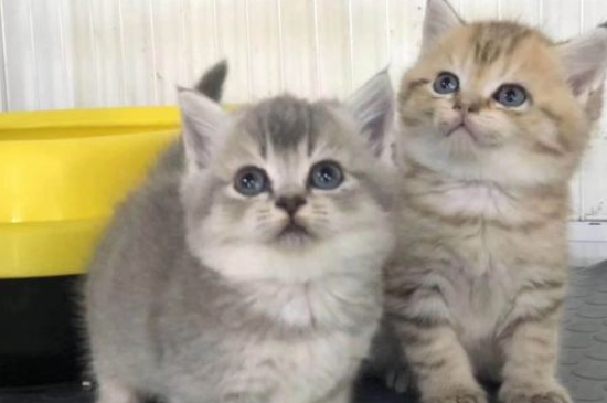 矮脚猫是什么品种