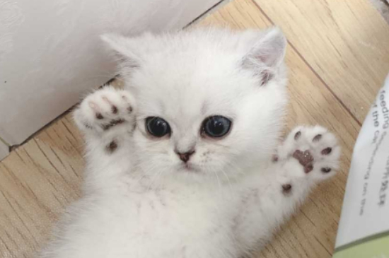 不让猫叫的偏方