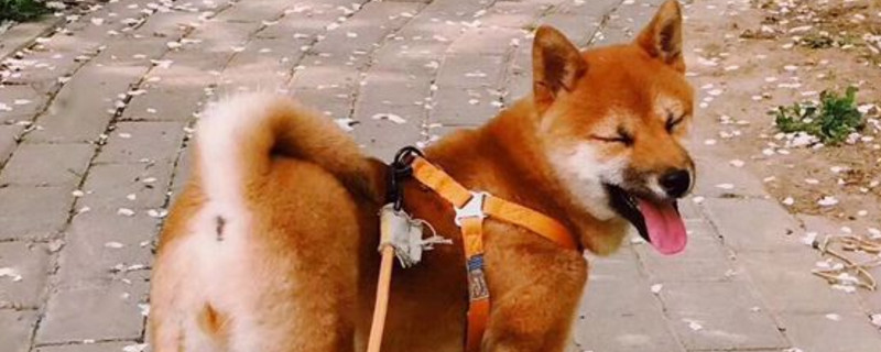 为什么有的柴犬下巴是黑的