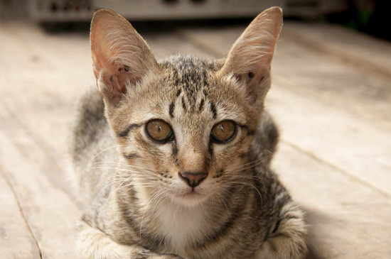 小猫拉稀带血