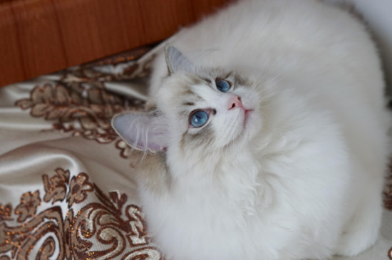 猫会认识自己的主人吗