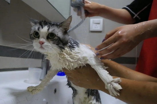 猫要洗澡吗?多少时间洗一次