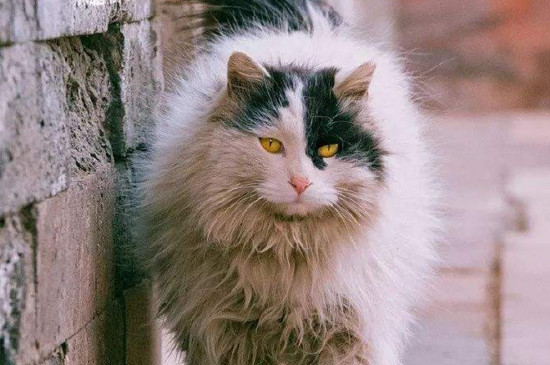 猫咪讨厌你的表现，可能是猫想杀死你的前兆