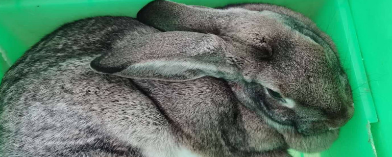 母兔不管小兔子怎么办