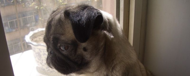 巴哥犬怎么养