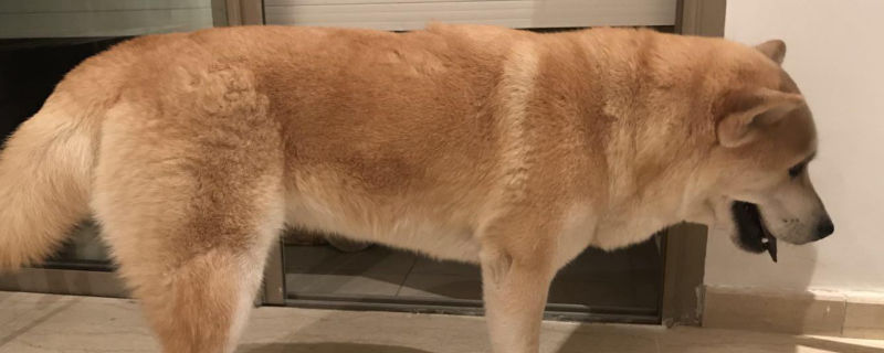 母狗绝育后注意什么