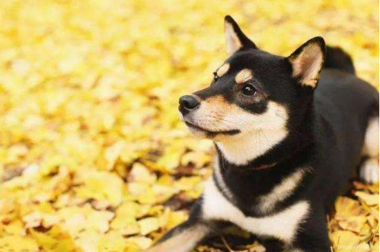 柴犬能吃米饭吗