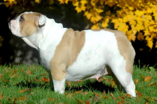 英国斗牛犬能吃苹果吗