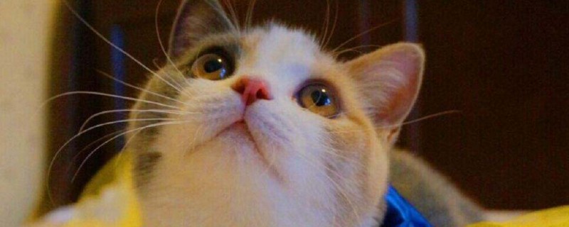 牛磺酸对猫的作用