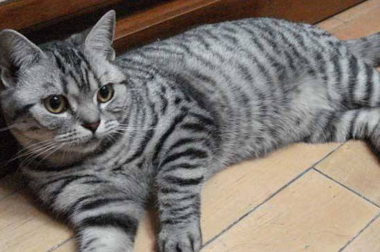 猫膀胱炎是什么引起的